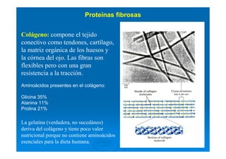 Colágeno: compone el tejido
conectivo como tendones, cartílago,
la matriz orgánica de los huesos y
la córnea del ojo. Las fibras son
flexibles pero con una gran
resistencia a la tracción.
Aminoácidos presentes en el colágeno:
Glicina 35%
Alanina 11%
Prolina 21%
La gelatina (verdadera, no sucedáneo)
deriva del colágeno y tiene poco valor
nutricional porque no contiene aminoácidos
esenciales para la dieta humana.
Proteínas fibrosas
 