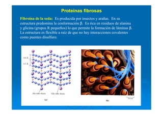 Fibroína de la seda: Es producida por insectos y arañas. En su
estructura predomina la conformación β. Es rica en residuos de alanina
y glicina (grupos R pequeños) lo que permite la formación de láminas β.
La estructura es flexible a raíz de que no hay interacciones covalentes
como puentes disulfuro.
Proteínas fibrosas
 