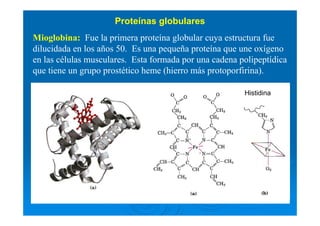 Mioglobina: Fue la primera proteína globular cuya estructura fue
dilucidada en los años 50. Es una pequeña proteína que une oxígeno
en las células musculares. Esta formada por una cadena polipeptídica
que tiene un grupo prostético heme (hierro más protoporfirina).
Proteínas globulares
Histidina
 