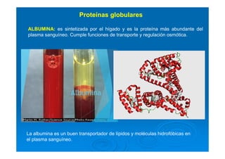 ALBUMINA: es sintetizada por el hígado y es la proteína más abundante del
plasma sanguíneo. Cumple funciones de transporte y regulación osmótica.
Proteínas globulares
La albumina es un buen transportador de lípidos y moléculas hidrofóbicas en
el plasma sanguíneo.
 