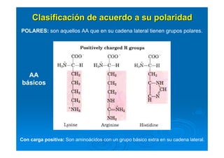 ClasificaciClasificacióón de acuerdo a su polaridadn de acuerdo a su polaridad
POLARES: son aquellos AA que en su cadena l...