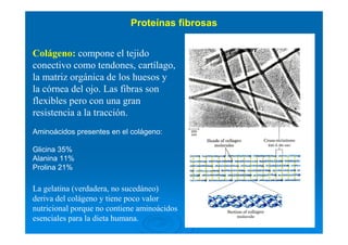 Estructuras secundarias y propiedades de proteínas fibrosas
Estructura Características Ejemplos
α hélice, entrecruzada Ríg...