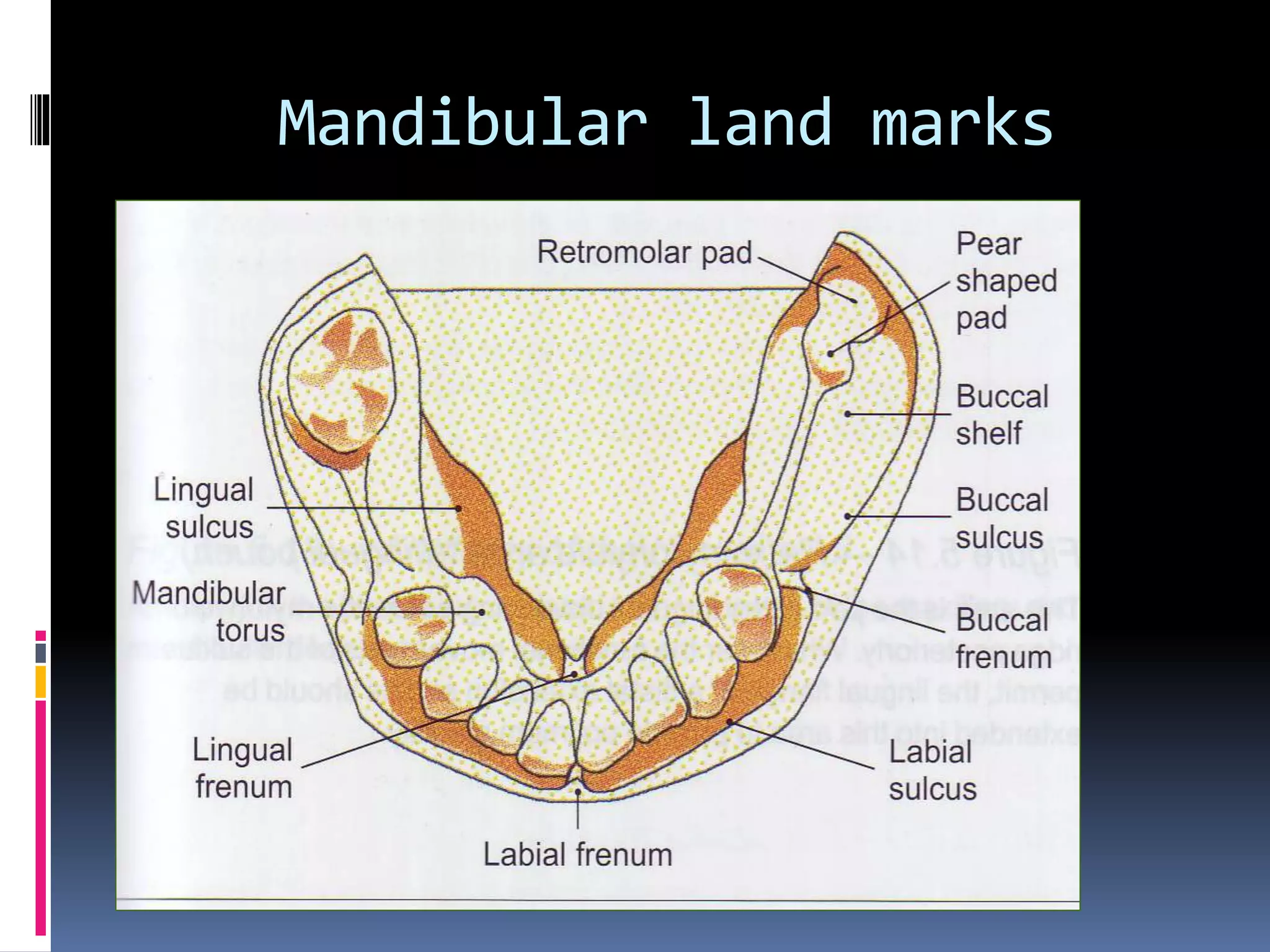 2-Anatomical land mark.pptx