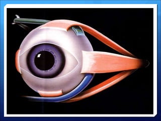 2- anatomy and physiology of the eye (Dr. essam.ppt