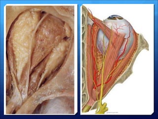 2- anatomy and physiology of the eye (Dr. essam.ppt