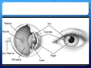 2- anatomy and physiology of the eye (Dr. essam.ppt
