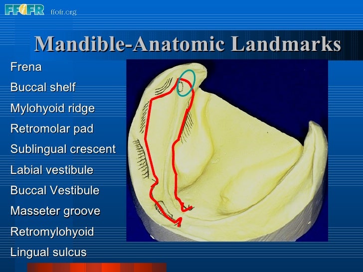 2.anatomy of the denture foundation areas
