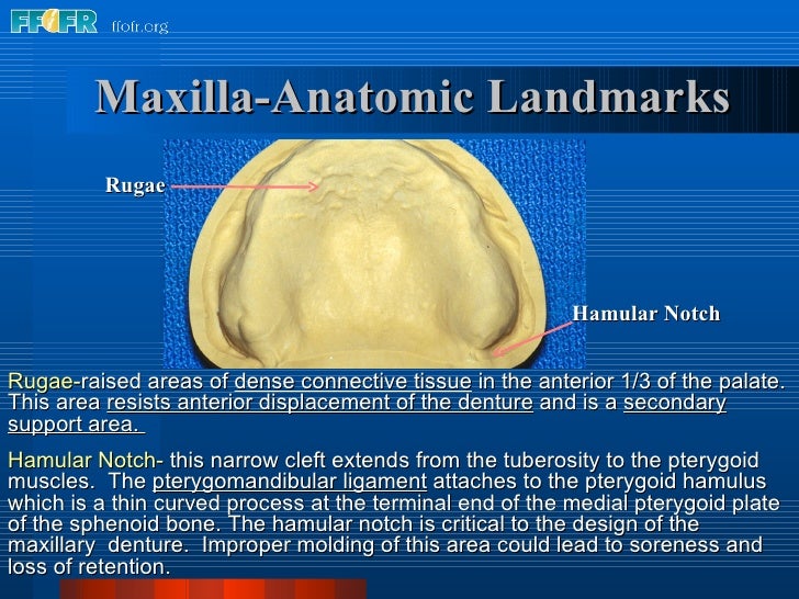 2.anatomy of the denture foundation areas