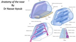 Anatomy of the nose
By
Dr Nassar Ayoub
Zeeshan Ali
M-1036
 