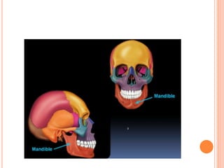 2-ANATOMY OF THE SKULL.pptxppppppppppppp | PPTX