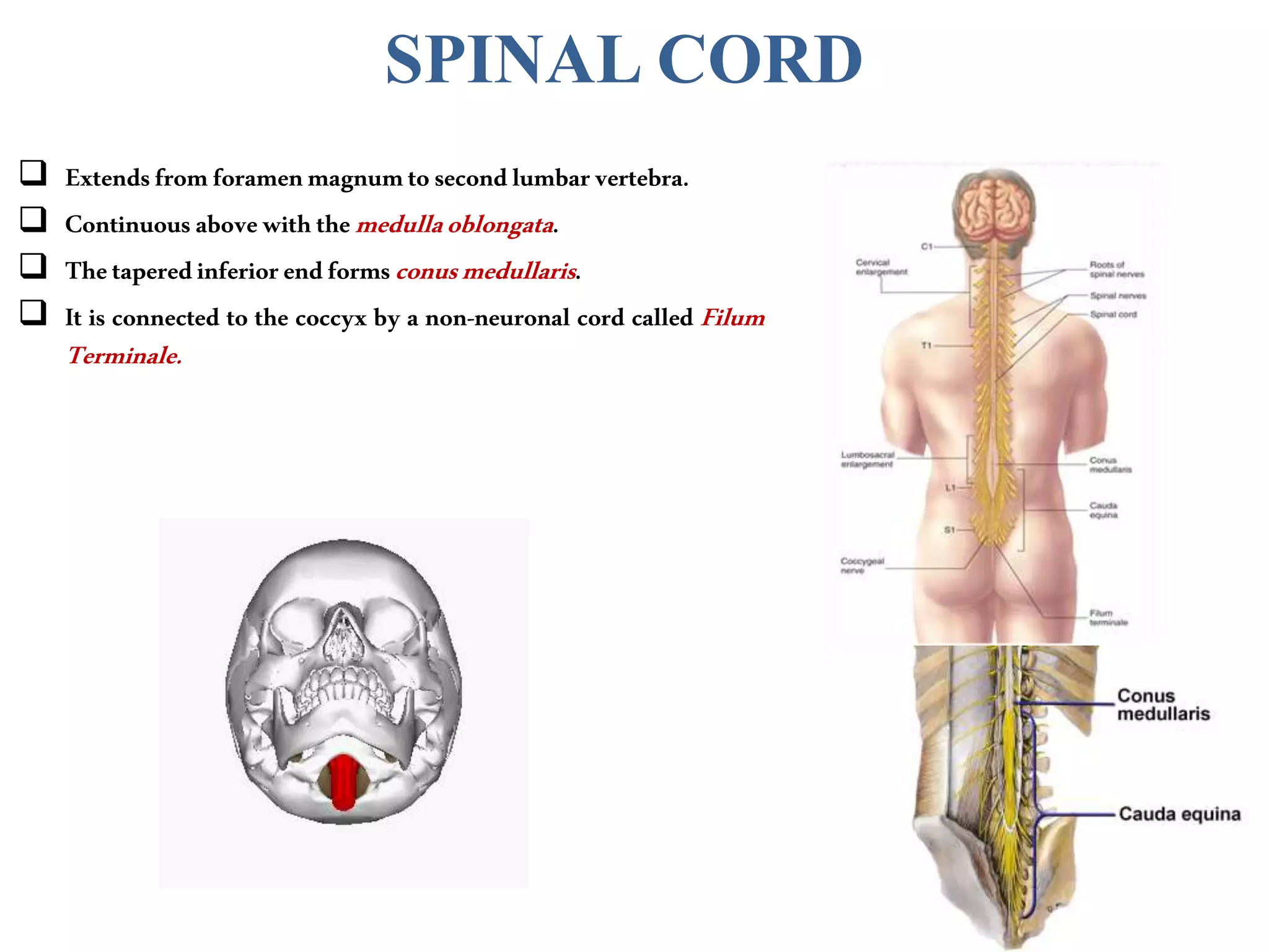 SPINAL CORD
 Extendsfromforamenmagnumtosecondlumbarvertebra.
 Continuousabovewiththemedullaoblongata.
 Thetaperedinferiorendformsconusmedullaris.
 It is connected to the coccyx by a non-neuronal cord called Filum
Terminale.
 