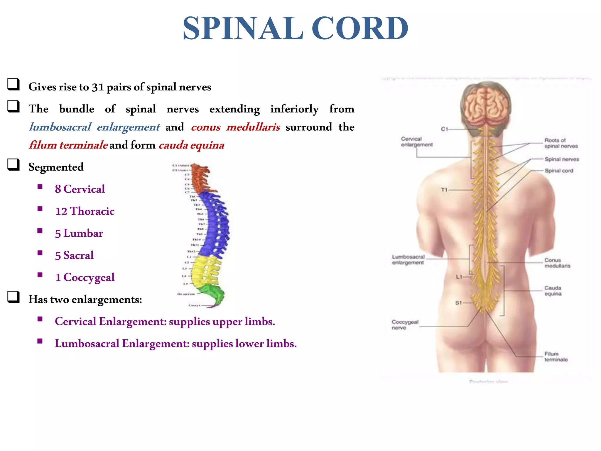 SPINAL CORD
 Givesriseto31pairsofspinalnerves
 The bundle of spinal nerves extending inferiorly from
lumbosacral enlargement and conus medullaris surround the
filumterminaleandformcaudaequina
 Segmented
 8Cervical
 12Thoracic
 5Lumbar
 5Sacral
 1Coccygeal
 Hastwoenlargements:
 CervicalEnlargement:suppliesupperlimbs.
 LumbosacralEnlargement:supplieslowerlimbs.
 