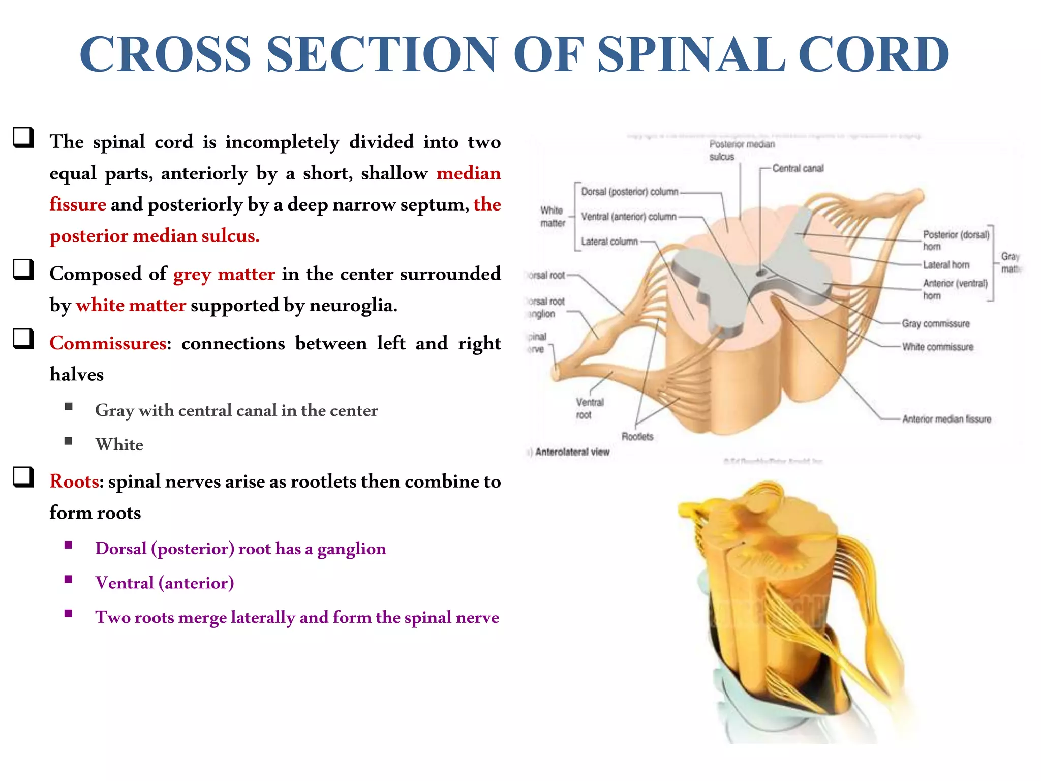 CROSS SECTION OF SPINAL CORD
 The spinal cord is incompletely divided into two
equal parts, anteriorly by a short, shallow median
fissureandposteriorlybyadeepnarrowseptum,the
posteriormediansulcus.
 Composed of grey matter in the center surrounded
bywhitemattersupportedbyneuroglia.
 Commissures: connections between left and right
halves
 Graywithcentral canalin thecenter
 White
 Roots:spinalnervesariseasrootletsthencombineto
formroots
 Dorsal(posterior)root hasaganglion
 Ventral (anterior)
 Tworootsmergelaterallyand formthespinal nerve
 