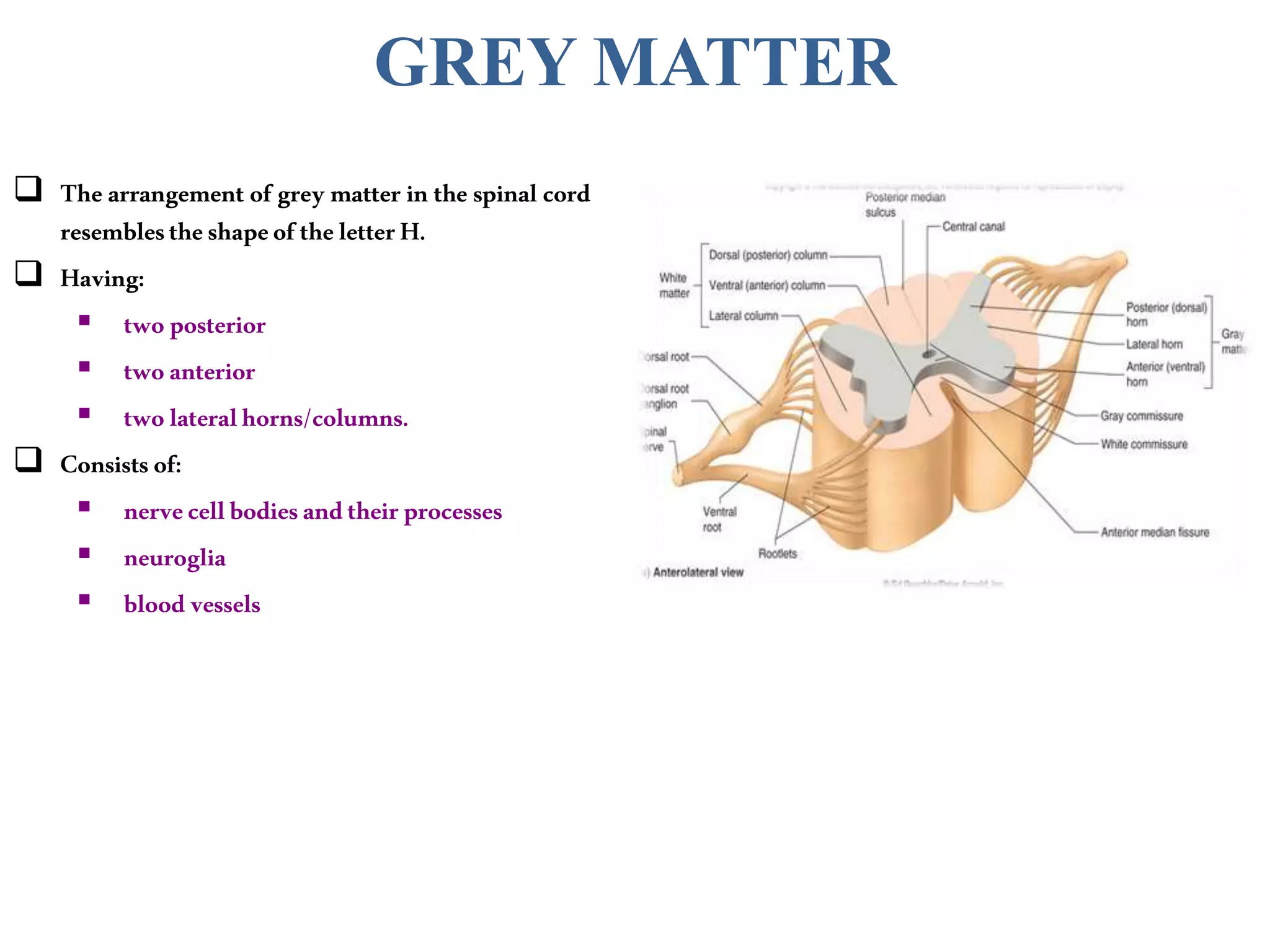  The arrangement of grey matter in the spinal cord
resemblestheshapeoftheletterH.
 Having:
 twoposterior
 twoanterior
 twolateralhorns/columns.
 Consistsof:
 nervecellbodiesandtheirprocesses
 neuroglia
 blood vessels
GREY MATTER
 