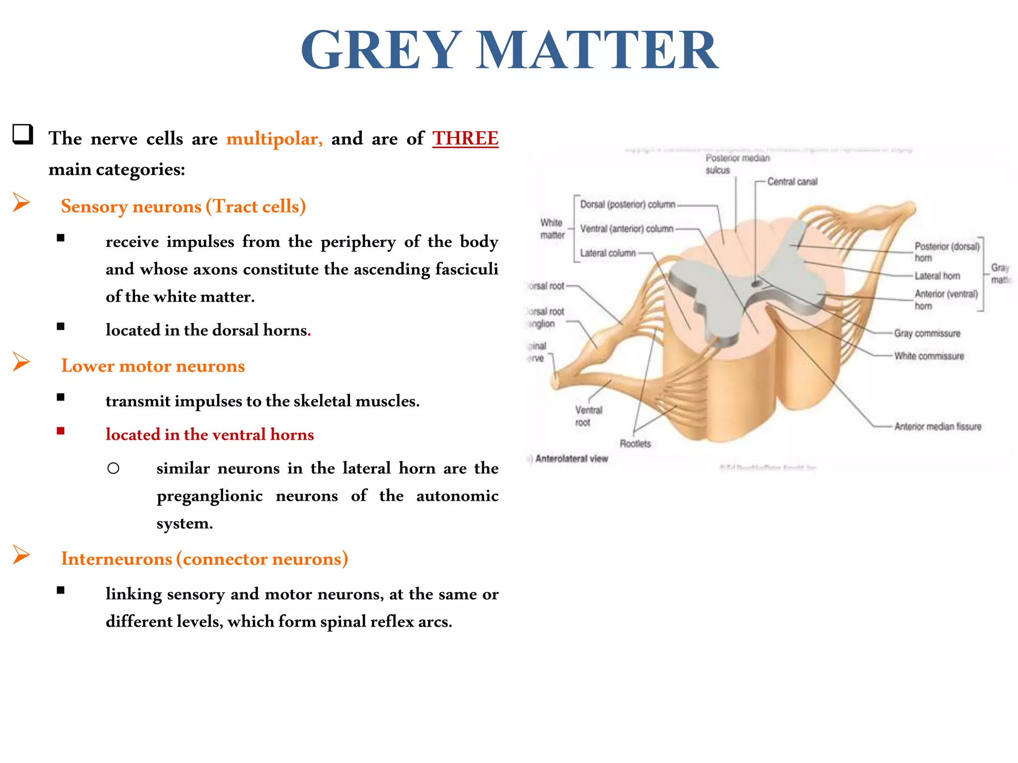  The nerve cells are multipolar, and are of THREE
maincategories:
 Sensoryneurons(Tractcells)
 receive impulses from the periphery of the body
and whose axons constitute the ascending fasciculi
ofthewhitematter.
 locatedinthe dorsalhorns.
 Lowermotorneurons
 transmitimpulses to theskeletal muscles.
 locatedinthe ventral horns
o similar neurons in the lateral horn are the
preganglionic neurons of the autonomic
system.
 Interneurons(connectorneurons)
 linking sensory and motor neurons, at the same or
differentlevels,whichformspinal reflexarcs.
GREY MATTER
 