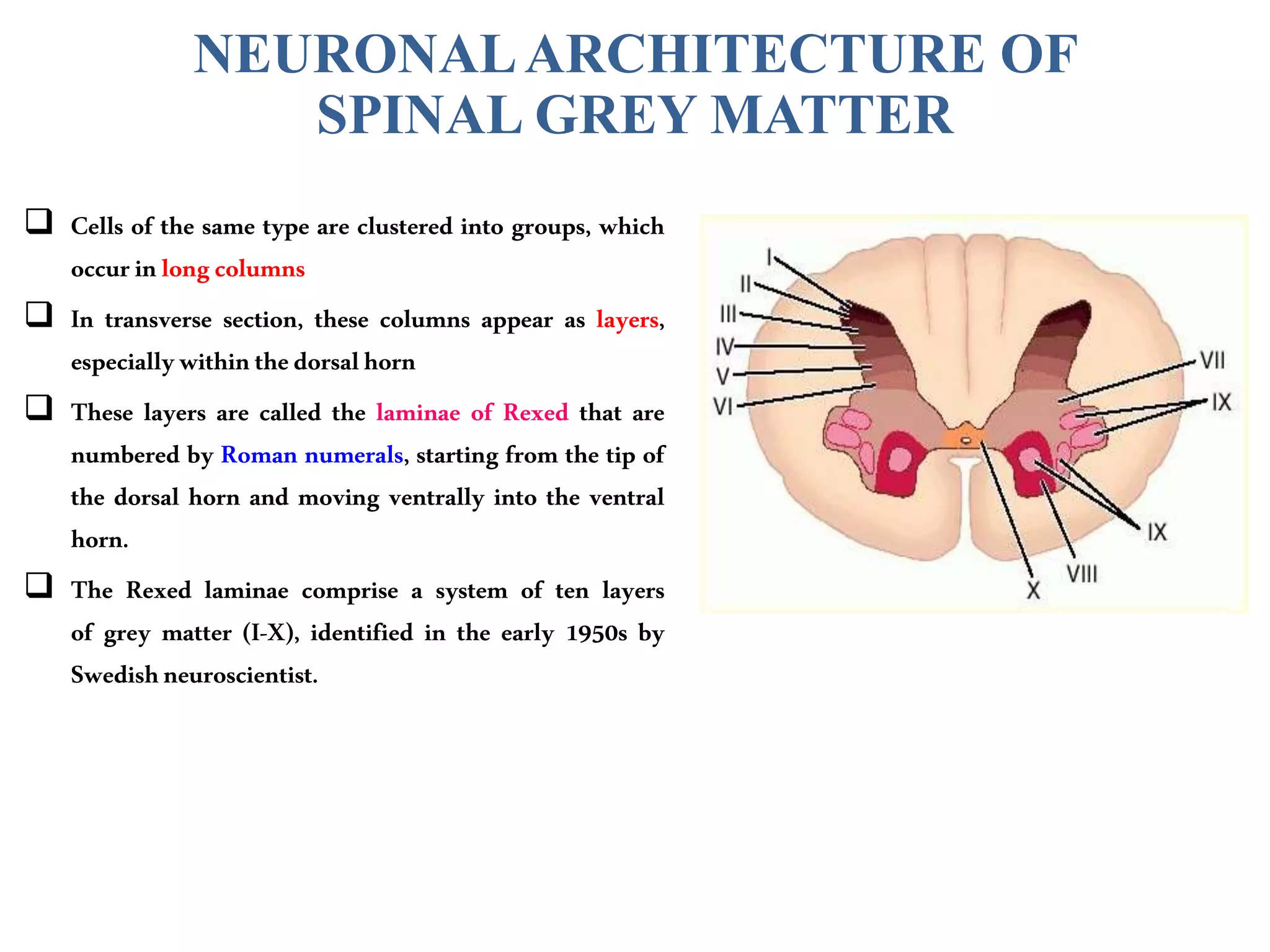 NEURONALARCHITECTURE OF
SPINAL GREY MATTER
 Cells of the same type are clustered into groups, which
occurinlongcolumns
 In transverse section, these columns appear as layers,
especiallywithinthedorsalhorn
 These layers are called the laminae of Rexed that are
numbered by Roman numerals, starting from the tip of
the dorsal horn and moving ventrally into the ventral
horn.
 The Rexed laminae comprise a system of ten layers
of grey matter (I-X), identified in the early 1950s by
Swedishneuroscientist.
 