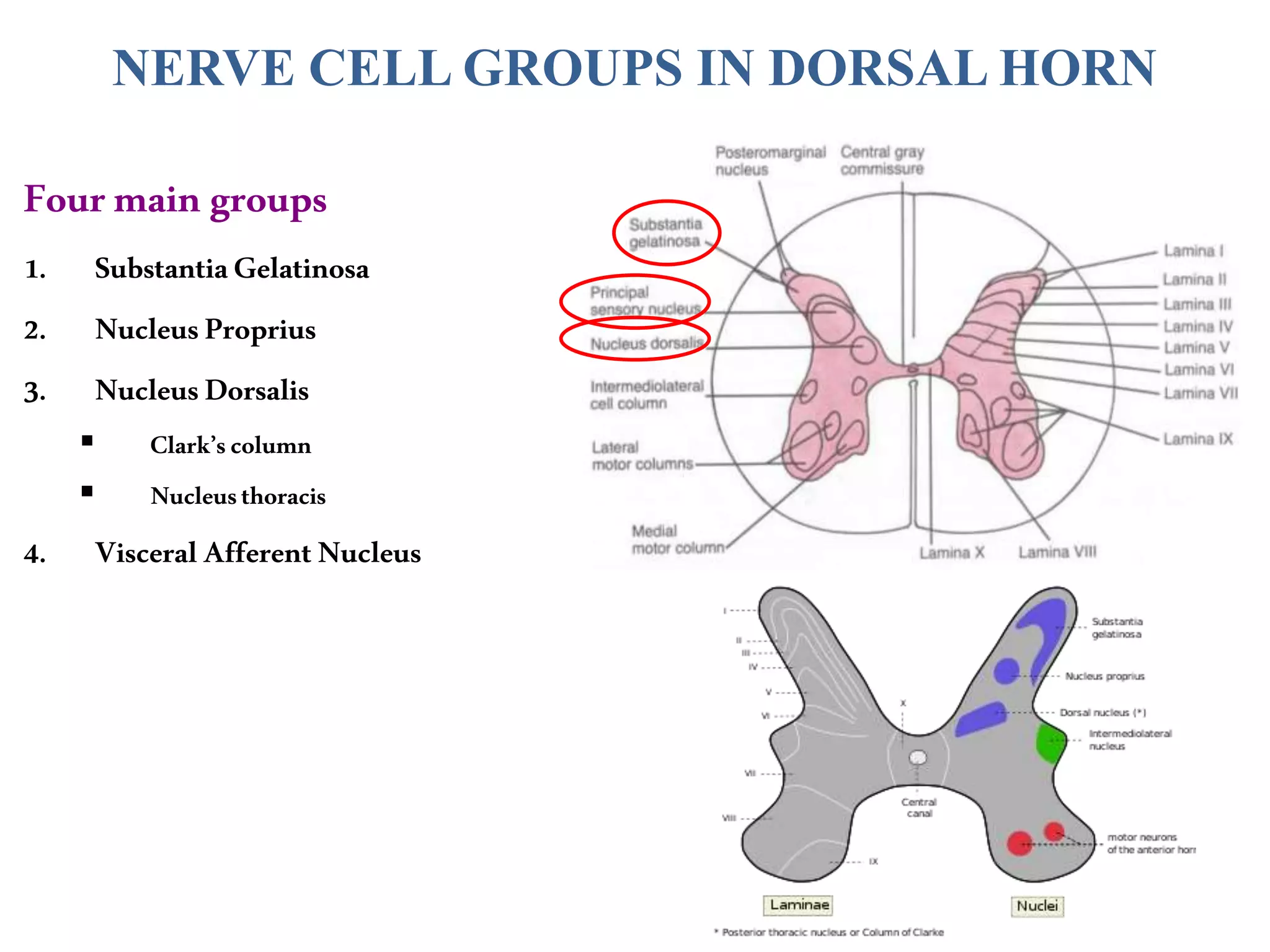 NERVE CELL GROUPS IN DORSAL HORN
Fourmain groups
1. SubstantiaGelatinosa
2. NucleusProprius
3. NucleusDorsalis
 Clark’scolumn
 Nucleusthoracis
4. VisceralAfferentNucleus
 