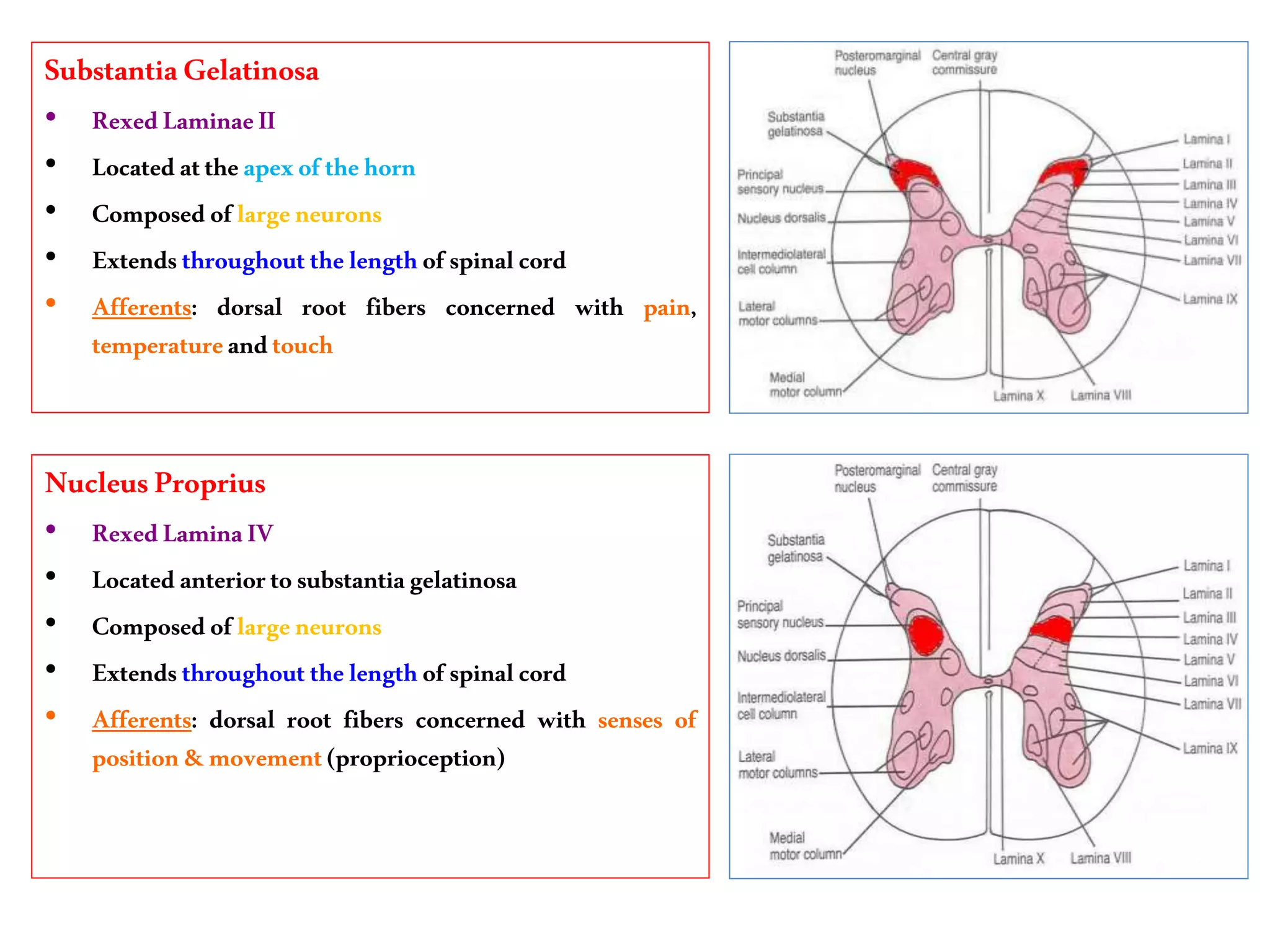 SubstantiaGelatinosa
• RexedLaminaeII
• Locatedattheapexofthehorn
• Composedoflargeneurons
• Extendsthroughoutthelengthof spinalcord
• Afferents: dorsal root fibers concerned with pain,
temperatureandtouch
NucleusProprius
• RexedLaminaIV
• Locatedanteriortosubstantiagelatinosa
• Composedoflargeneurons
• Extendsthroughoutthelengthof spinalcord
• Afferents: dorsal root fibers concerned with senses of
position&movement(proprioception)
 