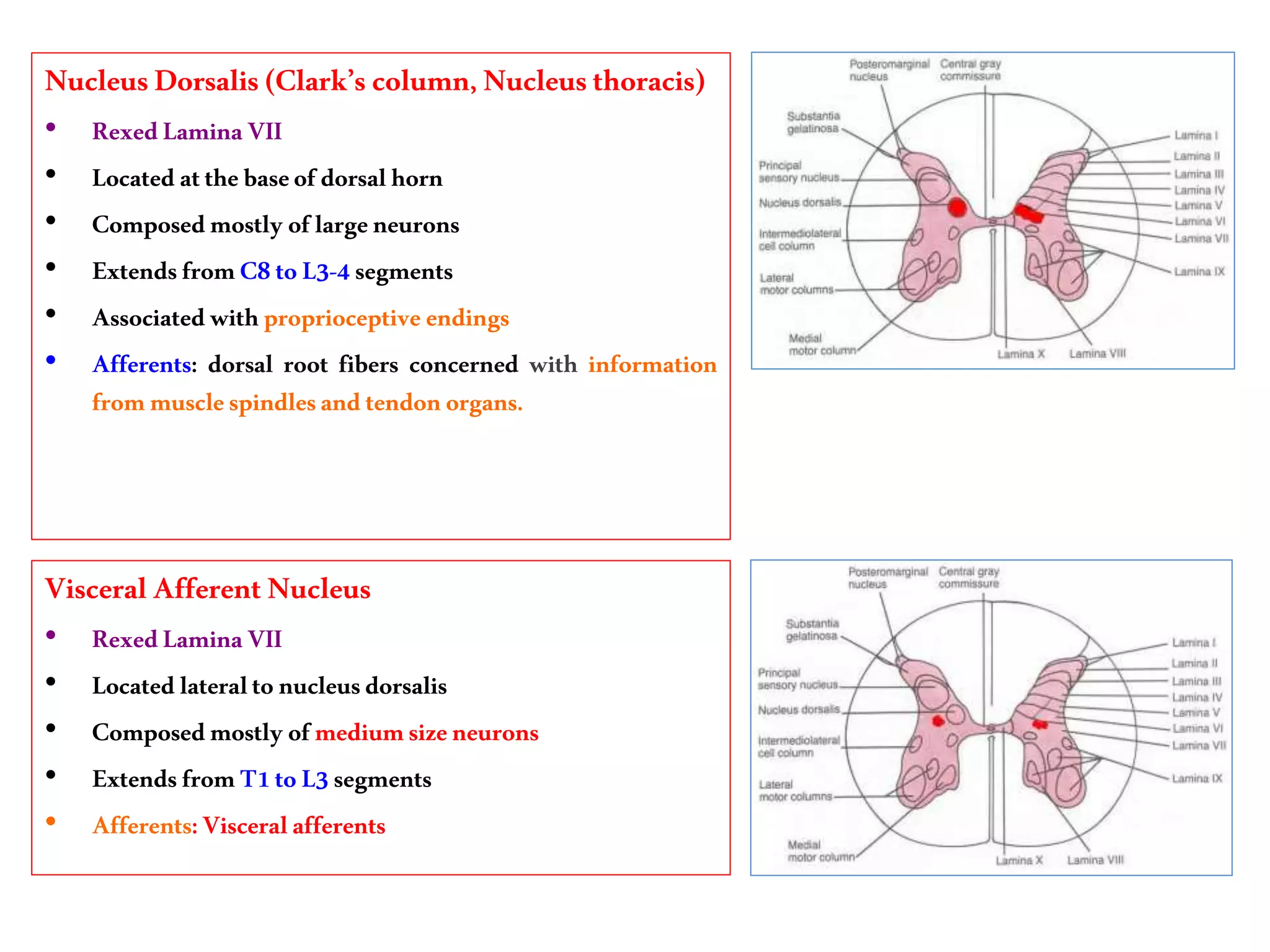 NucleusDorsalis (Clark’s column,Nucleusthoracis)
• RexedLaminaVII
• Locatedatthebaseofdorsalhorn
• Composedmostlyoflargeneurons
• ExtendsfromC8toL3-4segments
• Associatedwithproprioceptiveendings
• Afferents: dorsal root fibers concerned with information
frommusclespindlesandtendonorgans.
VisceralAfferentNucleus
• RexedLaminaVII
• Locatedlateraltonucleusdorsalis
• Composedmostlyofmediumsizeneurons
• ExtendsfromT1toL3segments
• Afferents:Visceralafferents
 