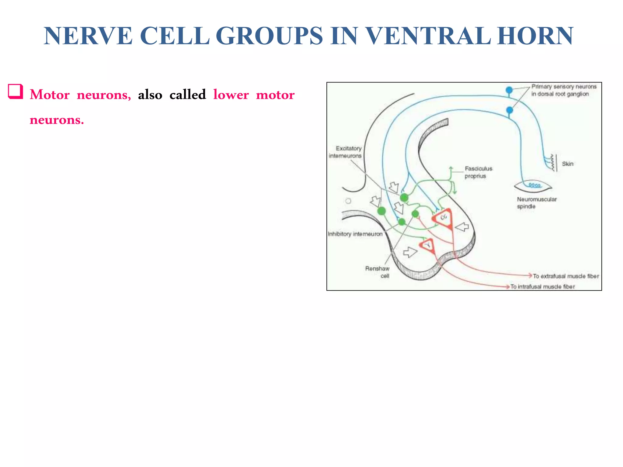 NERVE CELL GROUPS IN VENTRAL HORN
 Motor neurons, also called lower motor
neurons.
 