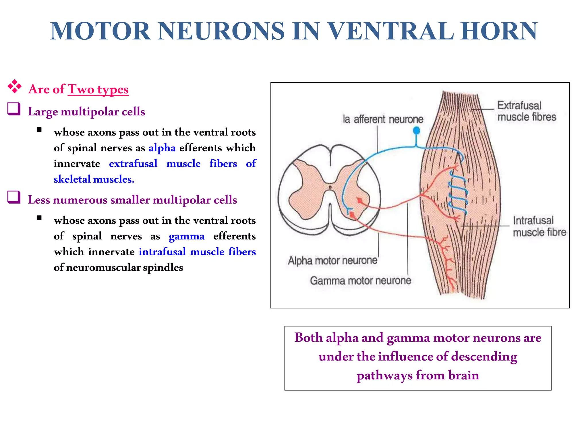 MOTOR NEURONS IN VENTRAL HORN
 AreofTwo types
 Largemultipolarcells
 whose axons pass out in the ventral roots
of spinal nerves as alpha efferents which
innervate extrafusal muscle fibers of
skeletalmuscles.
 Lessnumerous smallermultipolar cells
 whose axons pass out in the ventral roots
of spinal nerves as gamma efferents
which innervate intrafusal muscle fibers
ofneuromuscularspindles
Bothalphaand gamma motorneuronsare
undertheinfluenceofdescending
pathwaysfrombrain
 
