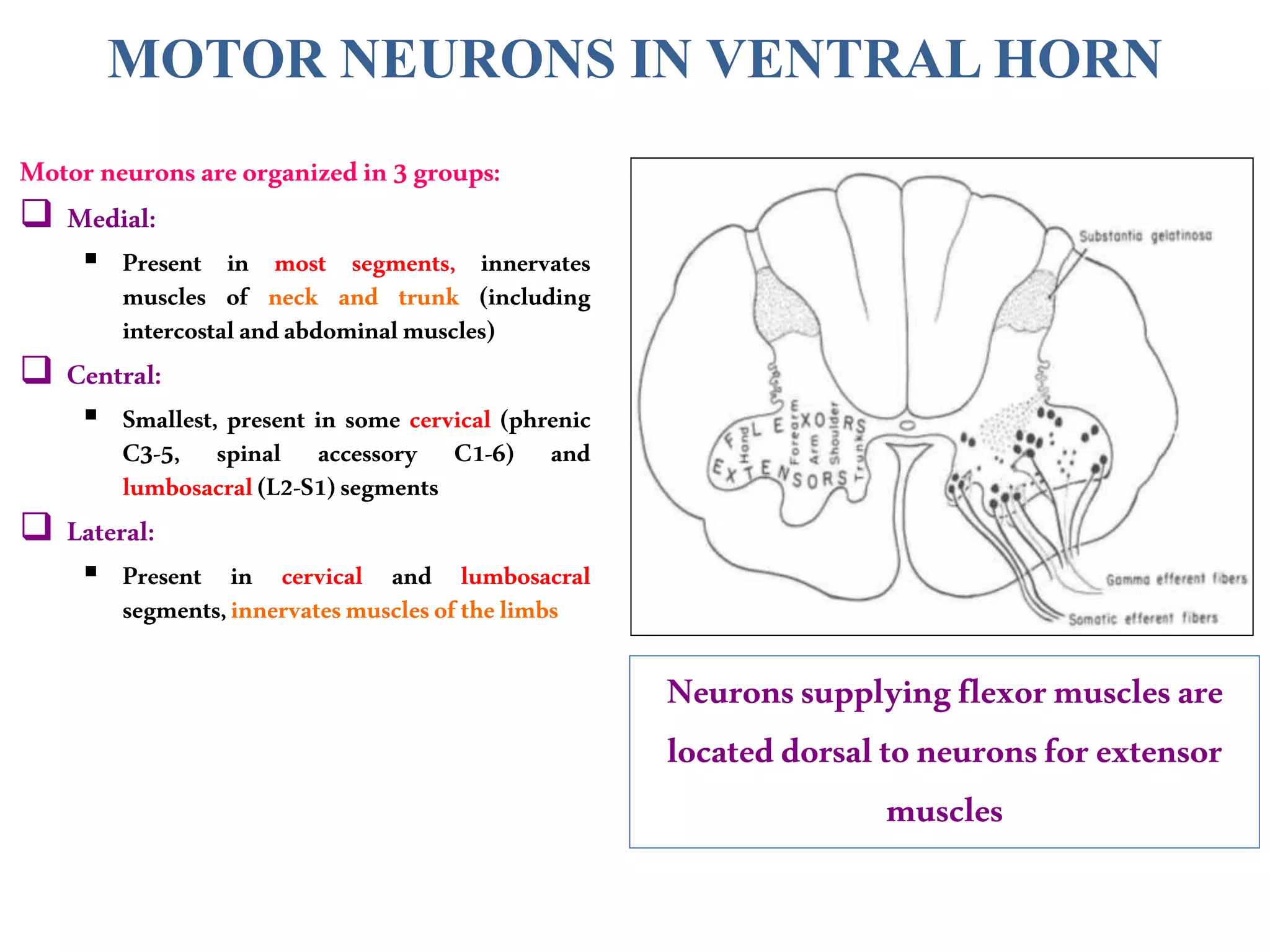 Motor neurons areorganizedin3groups:
 Medial:
 Present in most segments, innervates
muscles of neck and trunk (including
intercostalandabdominalmuscles)
 Central:
 Smallest, present in some cervical (phrenic
C3-5, spinal accessory C1-6) and
lumbosacral(L2-S1)segments
 Lateral:
 Present in cervical and lumbosacral
segments,innervatesmusclesofthelimbs
Neuronssupplyingflexormusclesare
locateddorsaltoneuronsforextensor
muscles
MOTOR NEURONS IN VENTRAL HORN
 