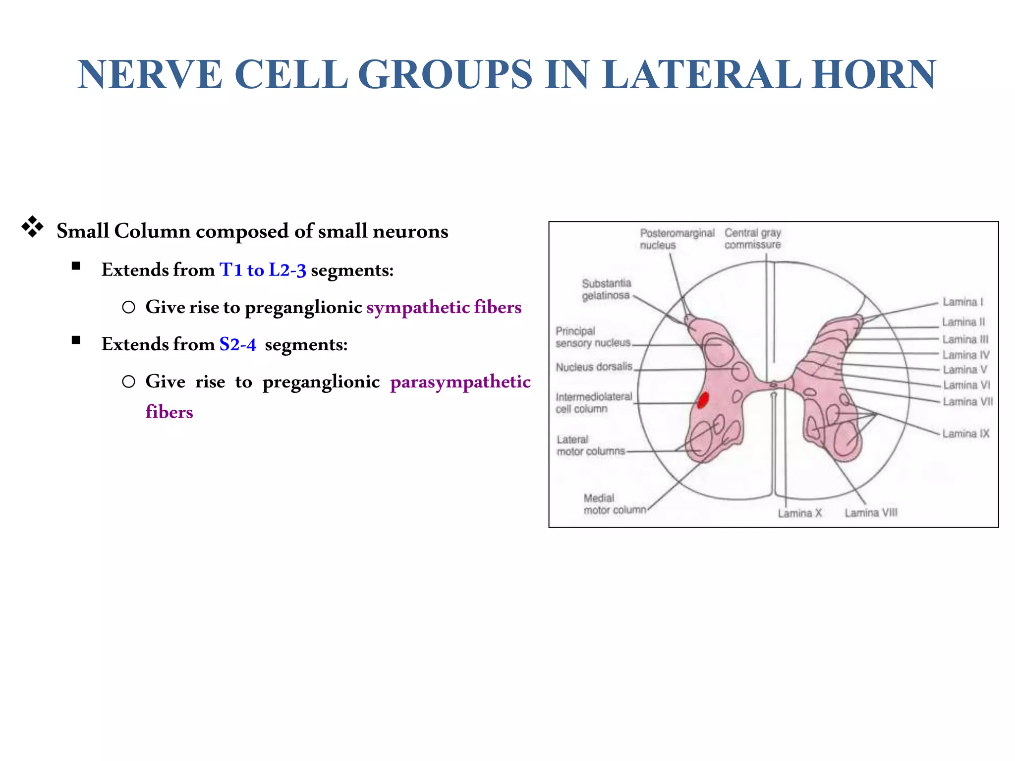 NERVE CELL GROUPS IN LATERAL HORN
 SmallColumncomposed of smallneurons
 ExtendsfromT1toL2-3segments:
o Giverisetopreganglionicsympatheticfibers
 ExtendsfromS2-4 segments:
o Give rise to preganglionic parasympathetic
fibers
 