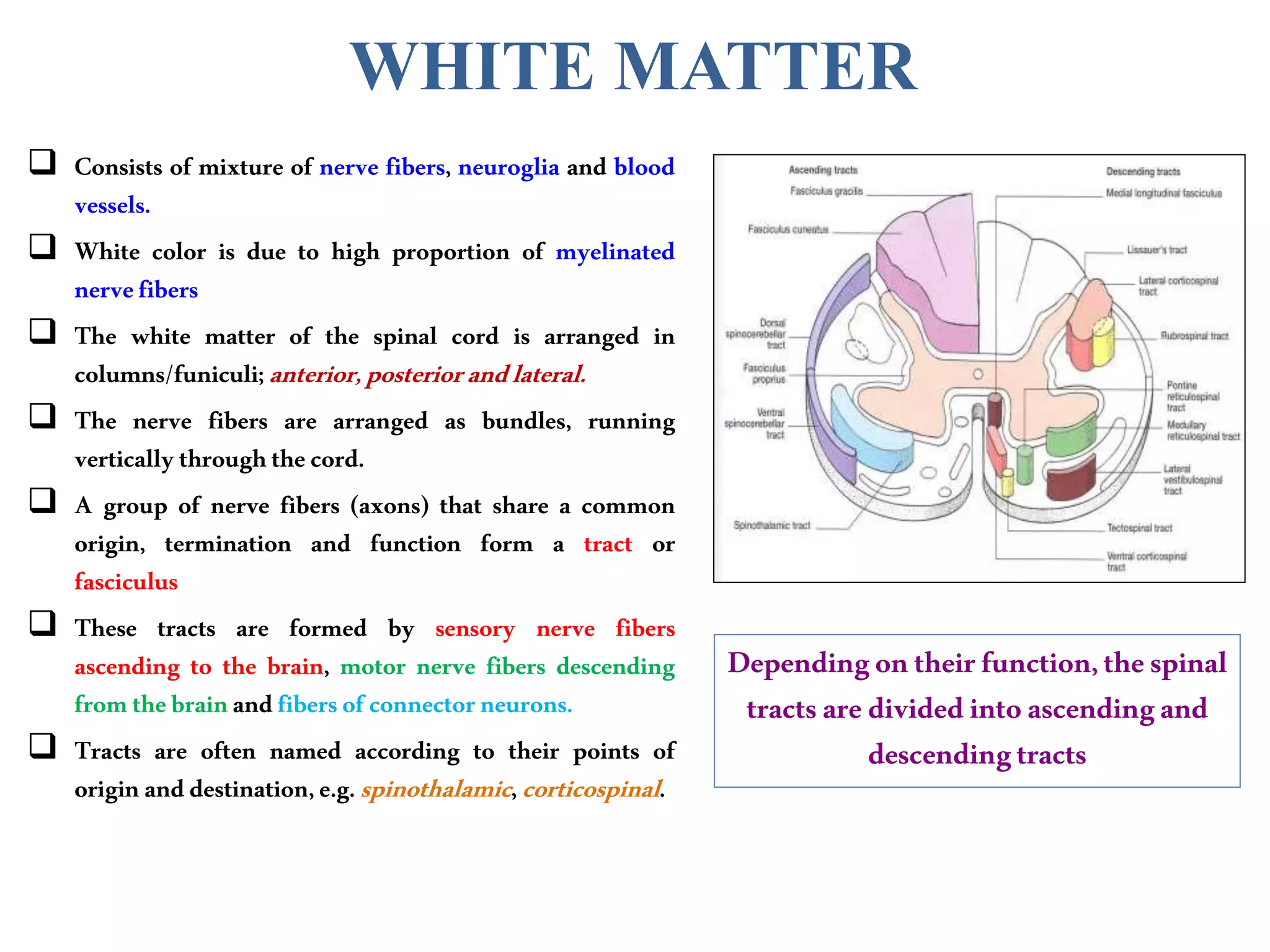 WHITE MATTER
 Consists of mixture of nerve fibers, neuroglia and blood
vessels.
 White color is due to high proportion of myelinated
nervefibers
 The white matter of the spinal cord is arranged in
columns/funiculi;anterior,posteriorandlateral.
 The nerve fibers are arranged as bundles, running
verticallythroughthecord.
 A group of nerve fibers (axons) that share a common
origin, termination and function form a tract or
fasciculus
 These tracts are formed by sensory nerve fibers
ascending to the brain, motor nerve fibers descending
fromthebrainandfibersofconnectorneurons.
 Tracts are often named according to their points of
originanddestination,e.g.spinothalamic,corticospinal.
Dependingontheirfunction,thespinal
tractsaredividedintoascendingand
descendingtracts
 