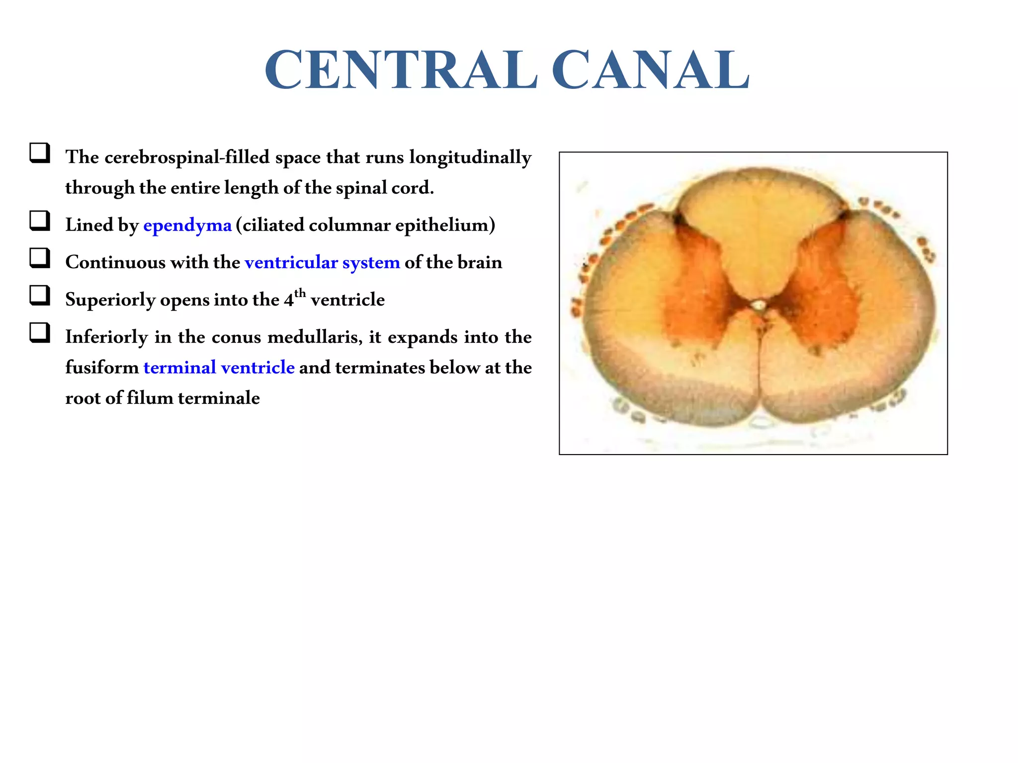 CENTRAL CANAL
 The cerebrospinal-filled space that runs longitudinally
throughtheentirelengthofthespinalcord.
 Linedbyependyma(ciliatedcolumnarepithelium)
 Continuouswiththeventricularsystemofthebrain
 Superiorlyopensintothe4th ventricle
 Inferiorly in the conus medullaris, it expands into the
fusiformterminalventricleand terminatesbelowatthe
rootoffilumterminale
 