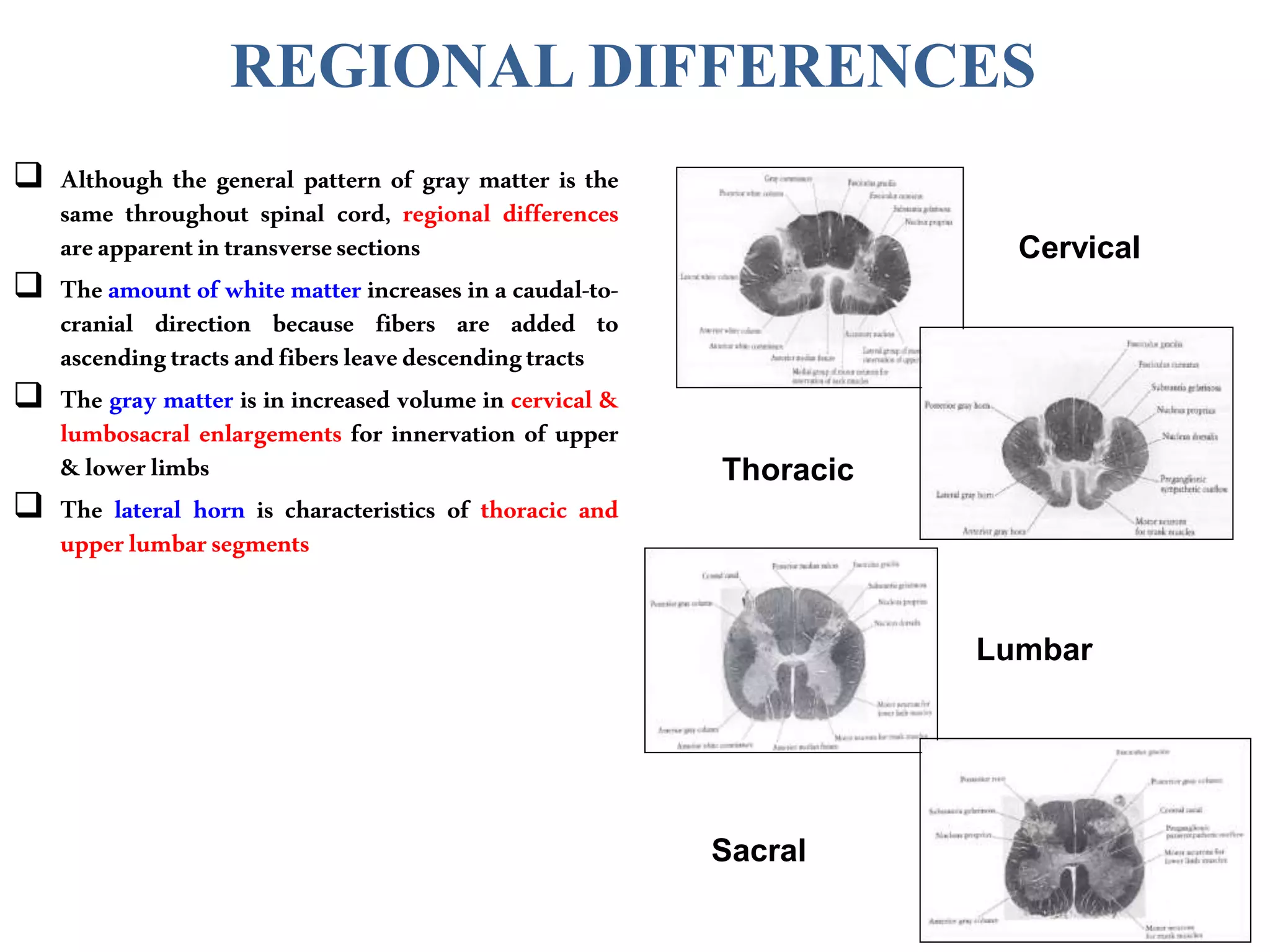 REGIONAL DIFFERENCES
 Although the general pattern of gray matter is the
same throughout spinal cord, regional differences
areapparentintransversesections
 The amount of white matter increases in a caudal-to-
cranial direction because fibers are added to
ascendingtractsandfibersleavedescendingtracts
 The gray matter is in increased volume in cervical &
lumbosacral enlargements for innervation of upper
&lowerlimbs
 The lateral horn is characteristics of thoracic and
upperlumbarsegments
Cervical
Thoracic
Lumbar
Sacral
 