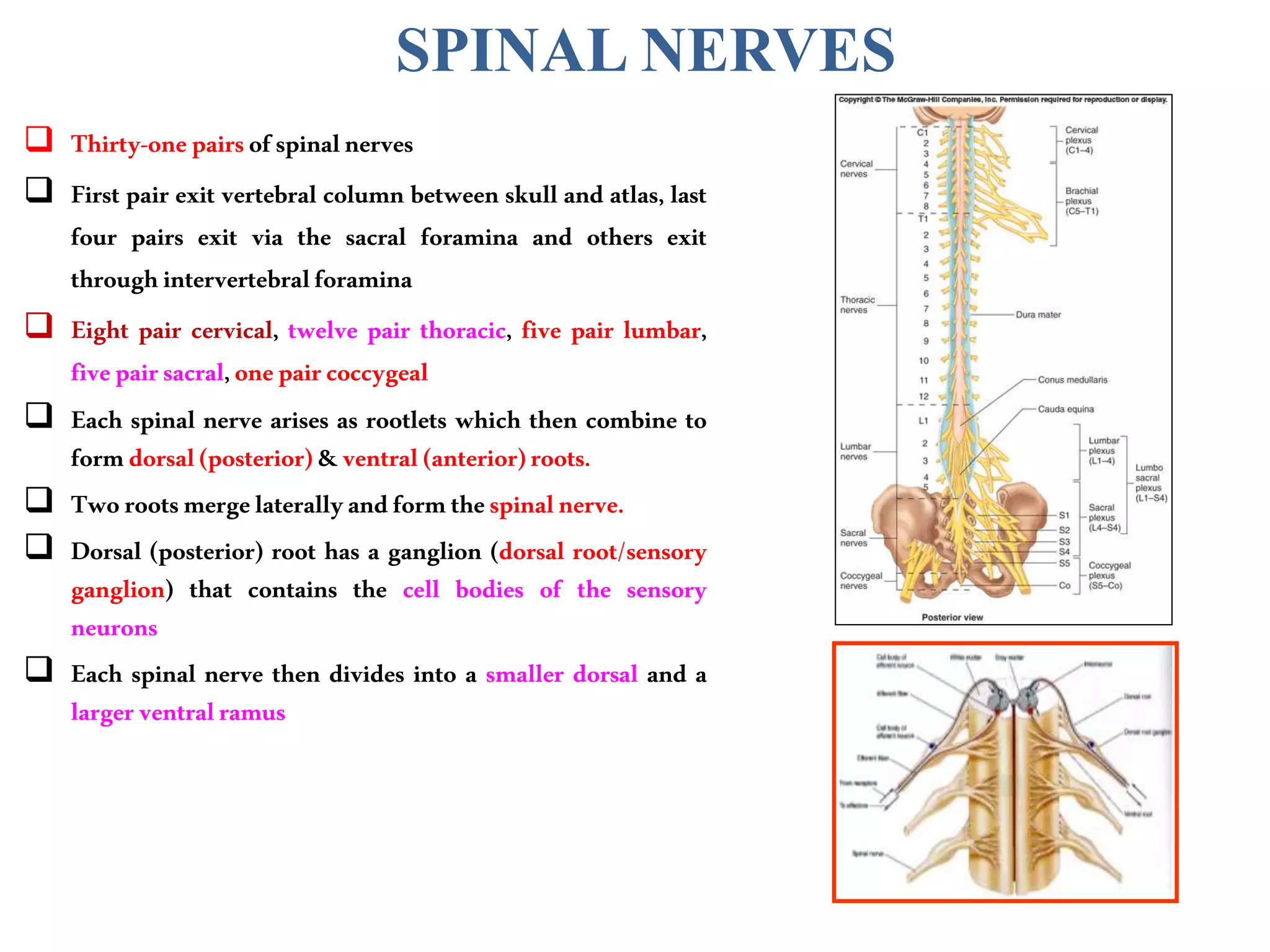 SPINAL NERVES
 Thirty-onepairsofspinalnerves
 First pair exit vertebral column between skull and atlas, last
four pairs exit via the sacral foramina and others exit
throughintervertebralforamina
 Eight pair cervical, twelve pair thoracic, five pair lumbar,
fivepairsacral,onepaircoccygeal
 Each spinal nerve arises as rootlets which then combine to
formdorsal(posterior)&ventral(anterior)roots.
 Tworootsmergelaterallyandformthespinalnerve.
 Dorsal (posterior) root has a ganglion (dorsal root/sensory
ganglion) that contains the cell bodies of the sensory
neurons
 Each spinal nerve then divides into a smaller dorsal and a
largerventralramus
 