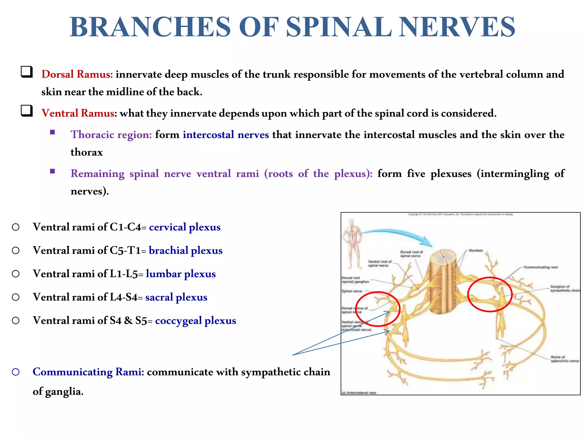 BRANCHES OF SPINAL NERVES
 Dorsal Ramus: innervate deep muscles of the trunk responsible for movements of the vertebral column and
skinnearthemidlineoftheback.
 VentralRamus:whattheyinnervatedependsuponwhichpartofthespinalcordisconsidered.
 Thoracic region: form intercostal nerves that innervate the intercostal muscles and the skin over the
thorax
 Remaining spinal nerve ventral rami (roots of the plexus): form five plexuses (intermingling of
nerves).
o VentralramiofC1-C4=cervicalplexus
o VentralramiofC5-T1=brachialplexus
o VentralramiofL1-L5=lumbarplexus
o VentralramiofL4-S4=sacralplexus
o VentralramiofS4&S5=coccygealplexus
o Communicating Rami: communicate with sympathetic chain
ofganglia.
 