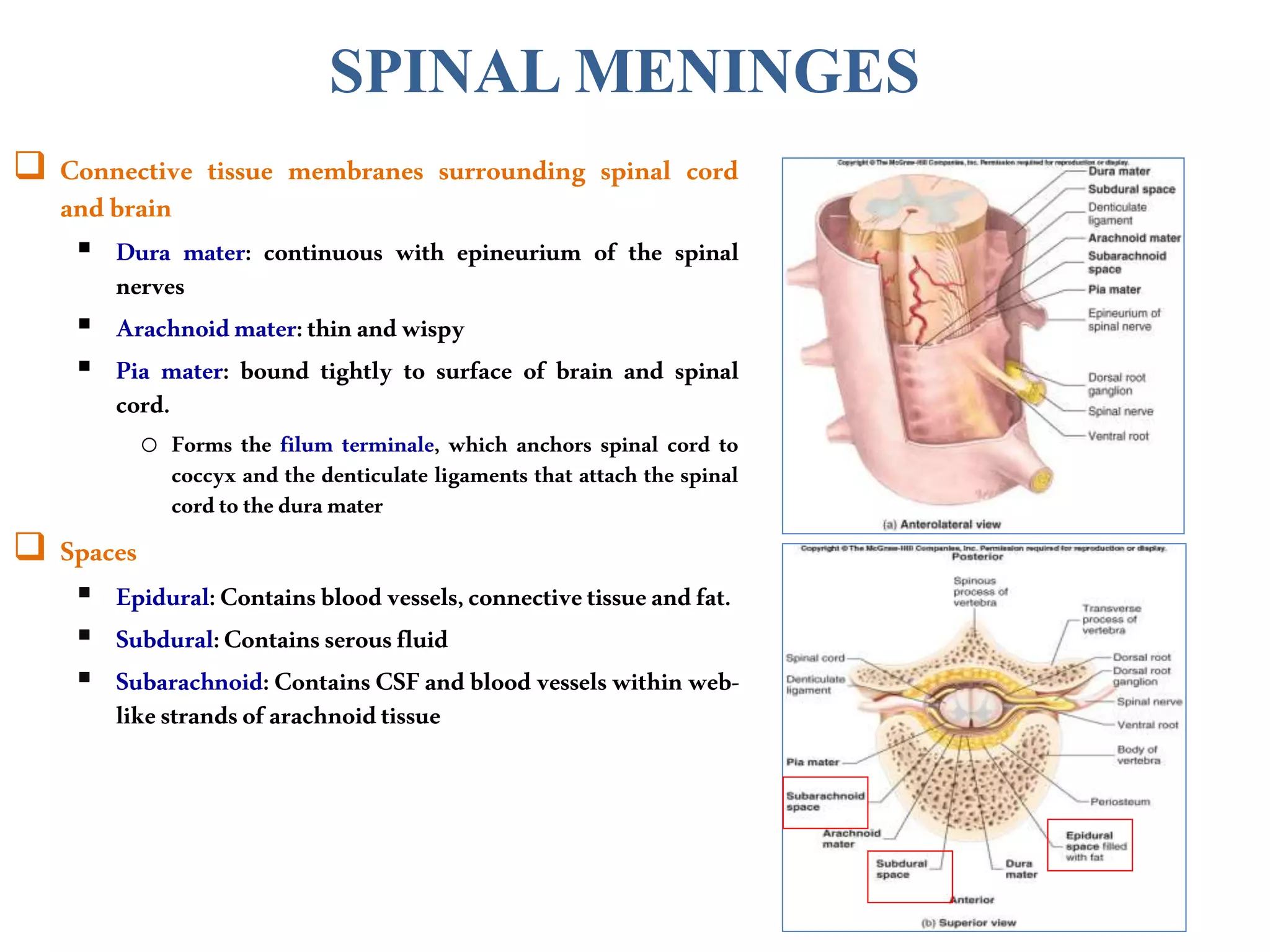 SPINAL MENINGES
 Connective tissue membranes surrounding spinal cord
andbrain
 Dura mater: continuous with epineurium of the spinal
nerves
 Arachnoidmater:thinandwispy
 Pia mater: bound tightly to surface of brain and spinal
cord.
o Forms the filum terminale, which anchors spinal cord to
coccyx and the denticulate ligaments that attach the spinal
cordto theduramater
 Spaces
 Epidural:Containsbloodvessels,connectivetissueandfat.
 Subdural:Containsserousfluid
 Subarachnoid: Contains CSFand blood vesselswithin web-
likestrandsofarachnoidtissue
 