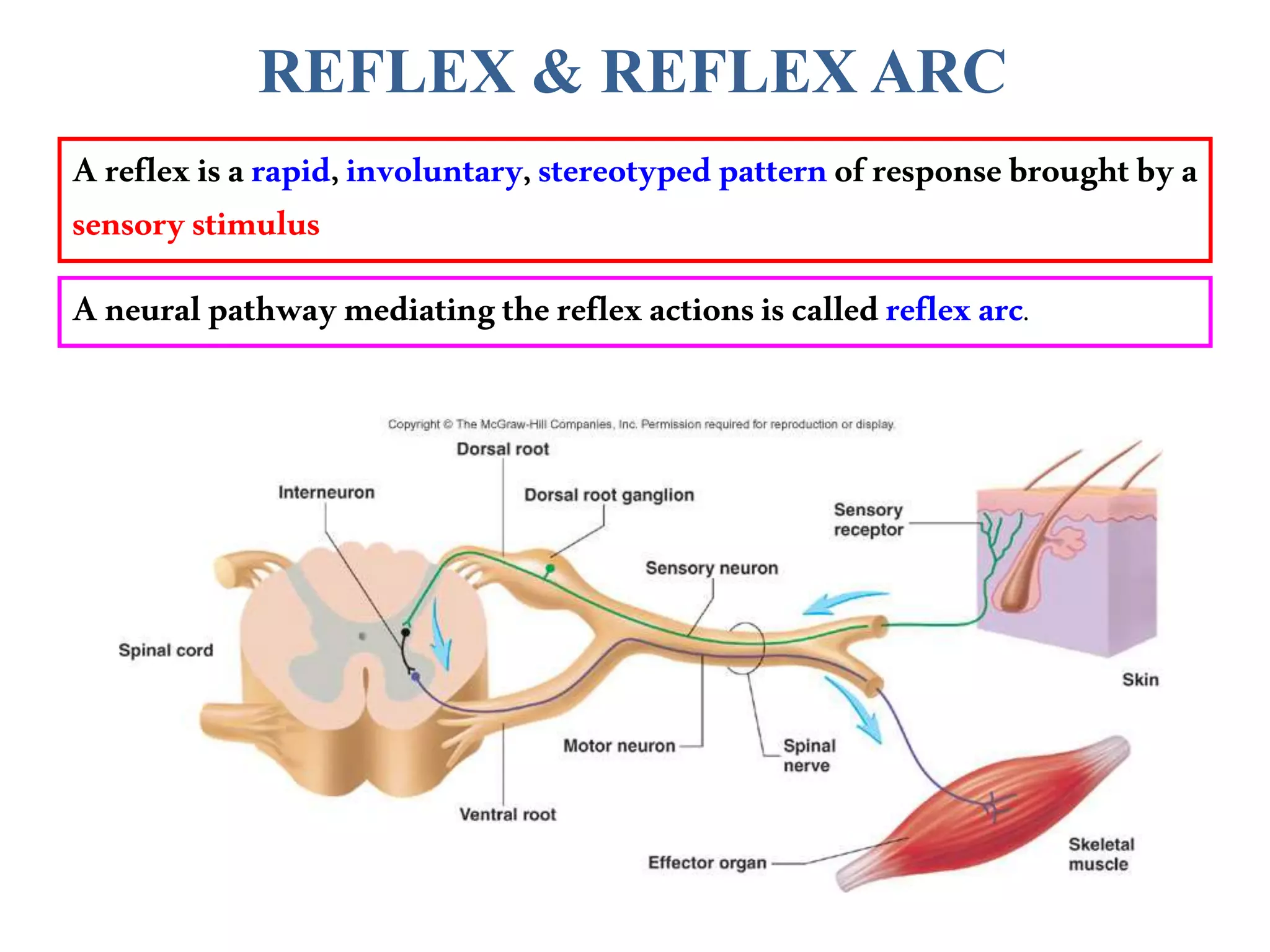 REFLEX & REFLEX ARC
Areflexisarapid,involuntary,stereotypedpatternof responsebroughtby a
sensorystimulus
Aneuralpathwaymediatingthereflexactionsiscalledreflexarc.
 