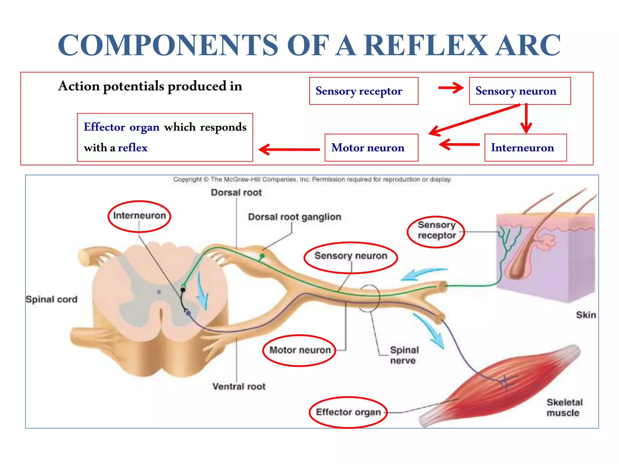 COMPONENTS OF A REFLEX ARC
Actionpotentialsproducedin Sensoryneuron
Sensoryreceptor
Interneuron
Motorneuron
Effector organ which responds
withareflex
 