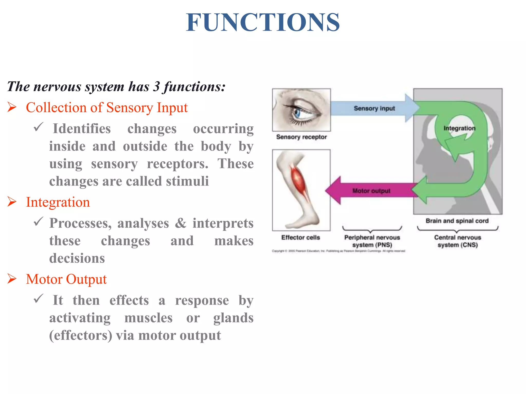 FUNCTIONS
The nervous system has 3 functions:
 Collection of Sensory Input
 Identifies changes occurring
inside and outside the body by
using sensory receptors. These
changes are called stimuli
 Integration
 Processes, analyses & interprets
these changes and makes
decisions
 Motor Output
 It then effects a response by
activating muscles or glands
(effectors) via motor output
 