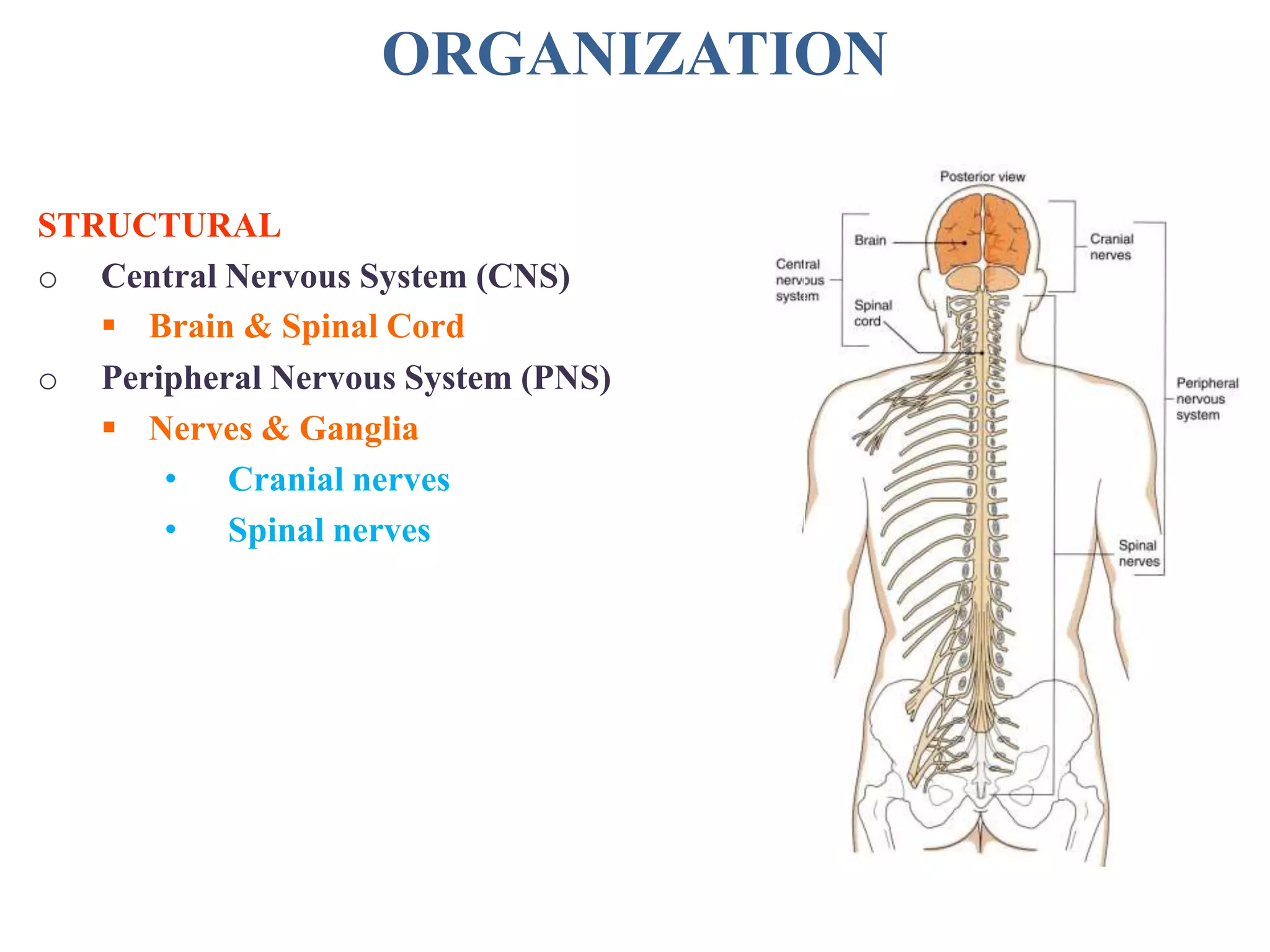 ORGANIZATION
STRUCTURAL
o Central Nervous System (CNS)
 Brain & Spinal Cord
o Peripheral Nervous System (PNS)
 Nerves & Ganglia
• Cranial nerves
• Spinal nerves
 