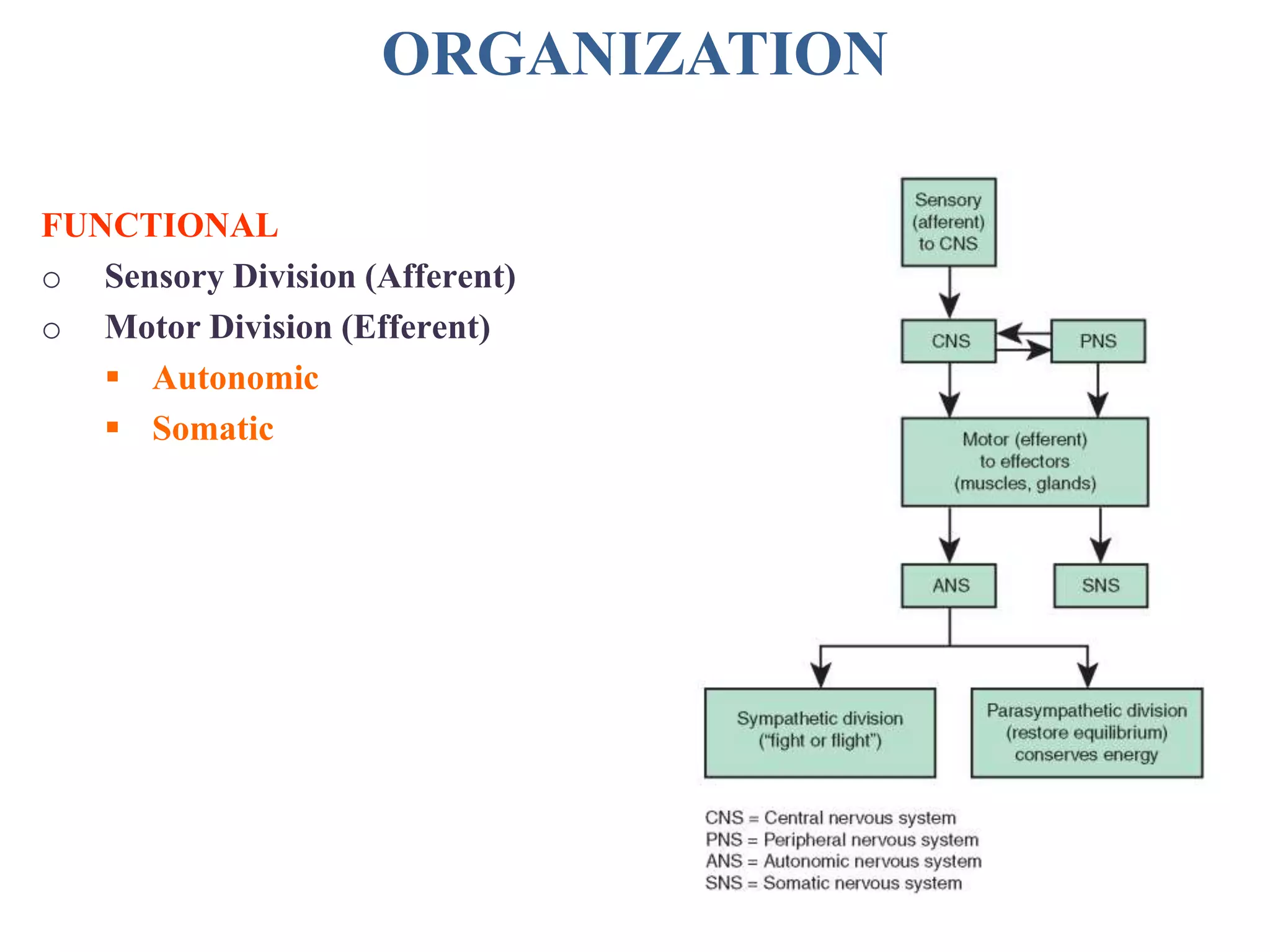 ORGANIZATION
FUNCTIONAL
o Sensory Division (Afferent)
o Motor Division (Efferent)
 Autonomic
 Somatic
 
