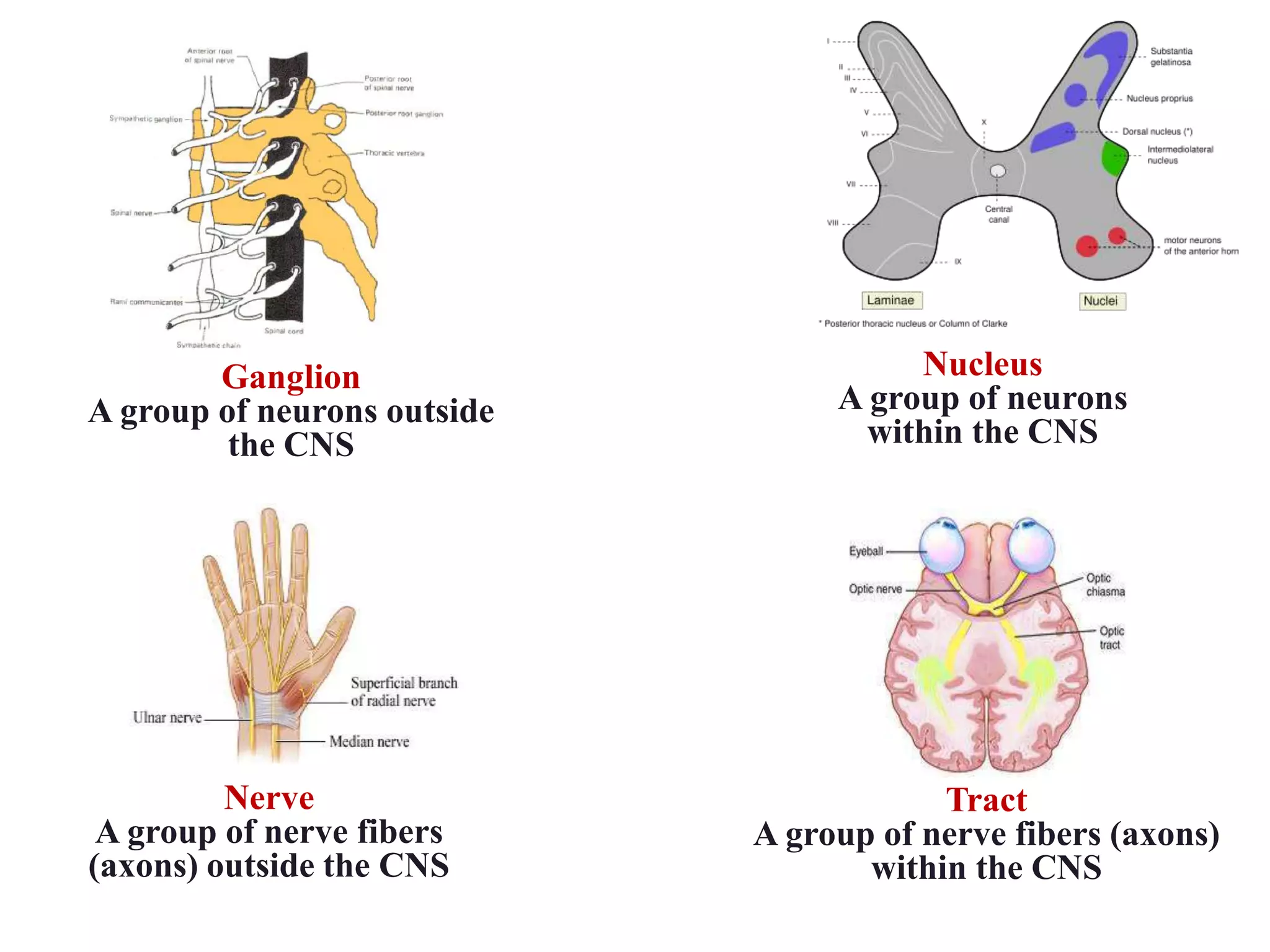 Nucleus
A group of neurons
within the CNS
Ganglion
A group of neurons outside
the CNS
Tract
A group of nerve fibers (axons)
within the CNS
Nerve
A group of nerve fibers
(axons) outside the CNS
 