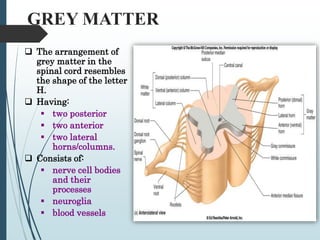 2-Anatomy of the Spinal Cord [Autosaved].ppt