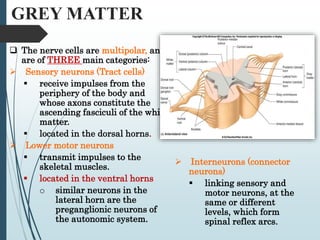 2-Anatomy of the Spinal Cord [Autosaved].ppt