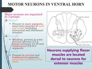 2-Anatomy of the Spinal Cord [Autosaved].ppt