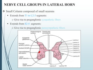 2-Anatomy of the Spinal Cord [Autosaved].ppt