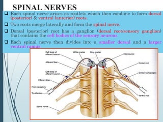 2-Anatomy of the Spinal Cord [Autosaved].ppt