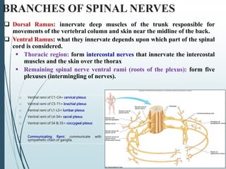 2-Anatomy of the Spinal Cord [Autosaved].ppt