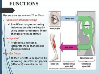 2-Anatomy of the Spinal Cord [Autosaved].ppt