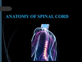 ANATOMY OF SPINAL CORD
 