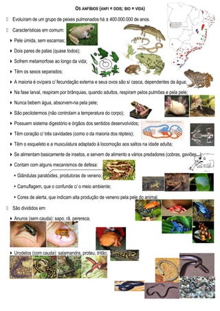 OS ANFÍBIOS (ANFI = DOIS; BIO = VIDA)
 Evoluíram de um grupo de peixes pulmonados há ± 400.000.000 de anos.
 Características em comum:
Pele úmida, sem escamas;
Dois pares de patas (quase todos);
Sofrem metamorfose ao longo da vida;
Têm os sexos separados;
A maioria é ovípara c/ fecundação externa e seus ovos são s/ casca, dependentes da água;
Na fase larval, respiram por brânquias, quando adultos, respiram pelos pulmões e pela pele;
Nunca bebem água, absorvem-na pela pele;
São pecilotermos (não controlam a temperatura do corpo);
Possuem sistema digestório e órgãos dos sentidos desenvolvidos;
Têm coração c/ três cavidades (como o da maioria dos répteis);
Têm o esqueleto e a musculatura adaptado à locomoção aos saltos na idade adulta;
Se alimentam basicamente de insetos, e servem de alimento a vários predadores (cobras, gaviões...);
Contam com alguns mecanismos de defesa:
 Glândulas paratóides, produtoras de veneno;
 Camuflagem, que o confunde c/ o meio ambiente;
 Cores de alerta, que indicam alta produção de veneno pela pele do animal.
 São divididos em:
Anuros (sem cauda): sapo, rã, perereca;
Urodelos (com cauda): salamandra, proteu, tritão;
 