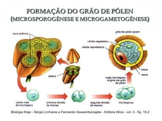 FORMAÇÃO DDOO GGRRÃÃOO DDEE PPÓÓLLEENN 
((MMIICCRROOSSPPOORROOGGÊÊNNEESSEE EE MMIICCRROOGGAAMMEETTOOGGÊÊNNEESSEE)) 
 