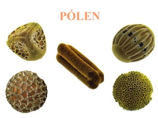 PÓLEN 
 